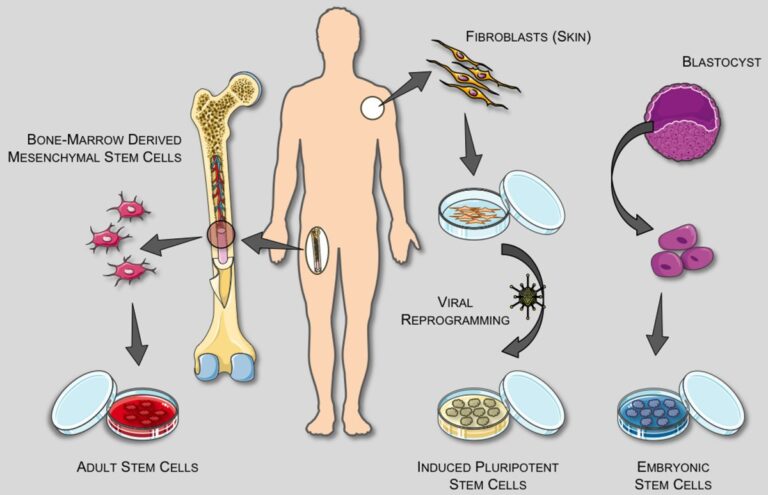 5 Prominent Uses of Stem Cells in Modern Medicine